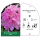 Rododendron CHEER dwubarwny różowy